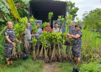 Prosesi Penurunan bibit Mangrove(Suaragong/Ist).