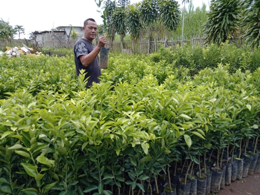 Gaes !!! Jurnalis Ya Petani Bibit Jeruk Is Oke
