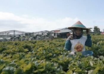 Tarmuji saat melakukan perawatan di kebun stroberi dikawasan Desa Pandanrejo, Kecamatan Bumiaji, Kota Batu ( memo x/rul)