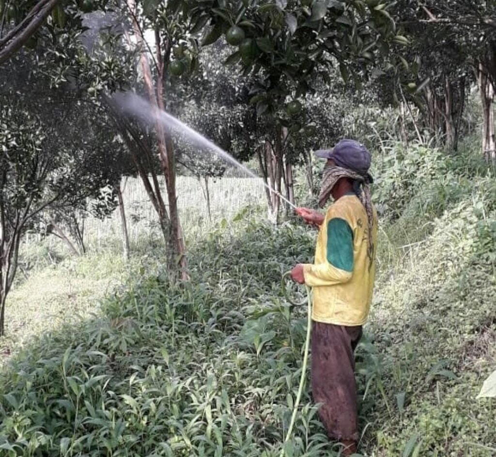 Hai Gaes !!! Tak Dapat Pupuk Bersubsidi, Petani Jeruk Merana