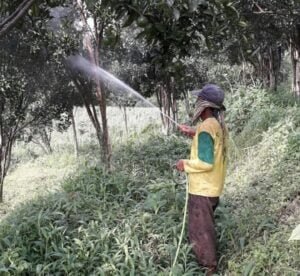 Hai Gaes !!! Tak Dapat Pupuk Bersubsidi, Petani Jeruk Merana