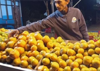 Pembatasan alokasi pupuk bersubsidi merugikan petani jeruk di Kota Batu. Hasil perkebunan jeruk milik petani tak maksimal.