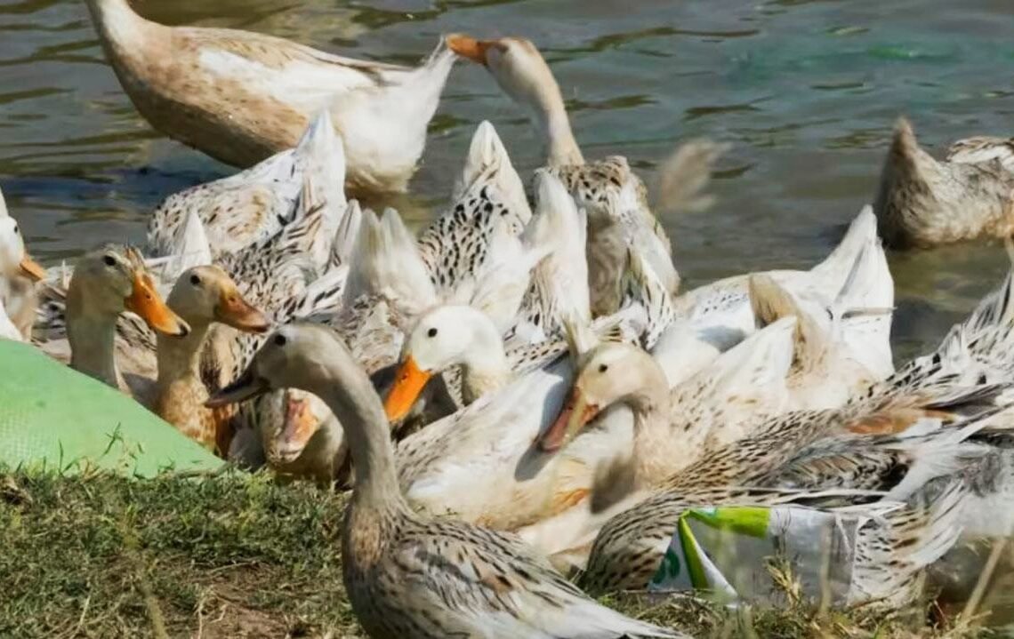 Kasus flu burung ditemukan di Negara Kamboja (Foto: analisadaily.com)