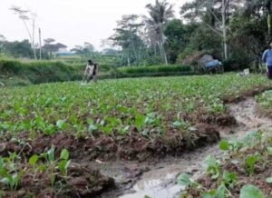 Gaes !!! Sawi Jadi Tanaman Paling Produktif di Kota Batu