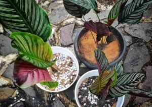 Gaes !!! Cocok Bagi Pemula, Ini Tanaman Hias yang Mudah Dirawat