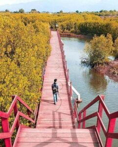Gaes!! Bingung Mau Menikmati Wisata Mangrove, Kesini Saja!