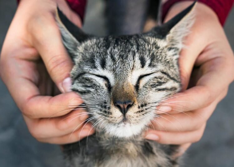 Tak hanya sekedar hobi, pelihara kucing juga baik untuk mengurangi stress (Foto: freepik)