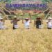 Bupati Malang Drs HM Sanusi mengikuti panen raya padi di Desa Clumprit, Kecamatan Pagelaran. (Ist)