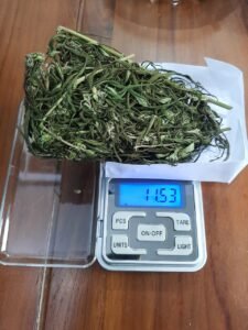 Gaes !!! Simpan 11,53 Gram Ganja, 2 Pria Ditangkap Polisi