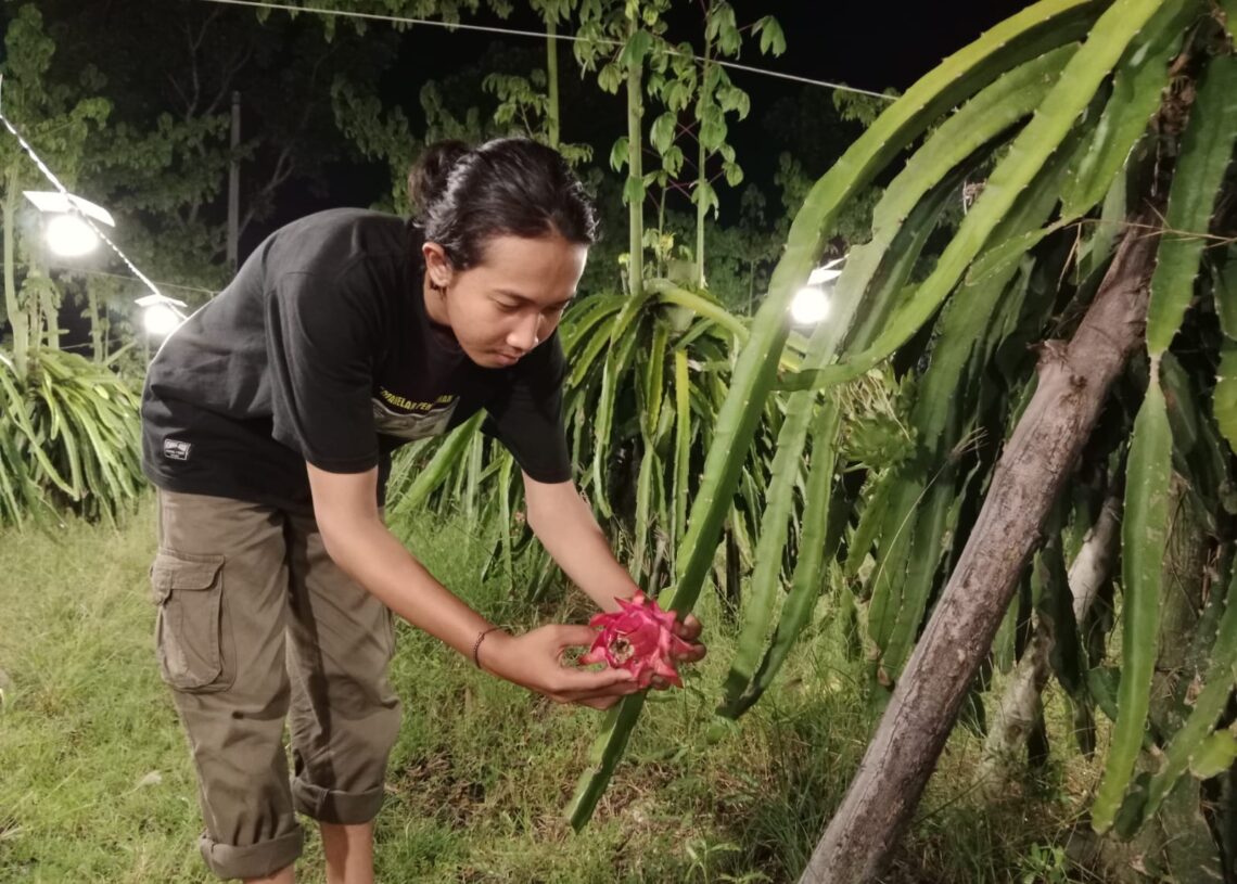 Petani buah naga asal Desa Kedungasri, Kecamatan Tegaldlimo ketika merawat buah naga, Kamis (6/4/2023) ( ist)