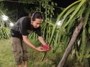 Gaes !!! Hati Petani Buah Naga Berbunga-bunga Kenapa Ya?