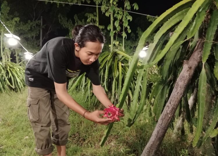 Jelang lebaran petani buah naga bisa tertawa alias hatinya berbunga-bunga. Pasalnya harga buah naga melejit tembus Rp 15 ribu perkilonya.