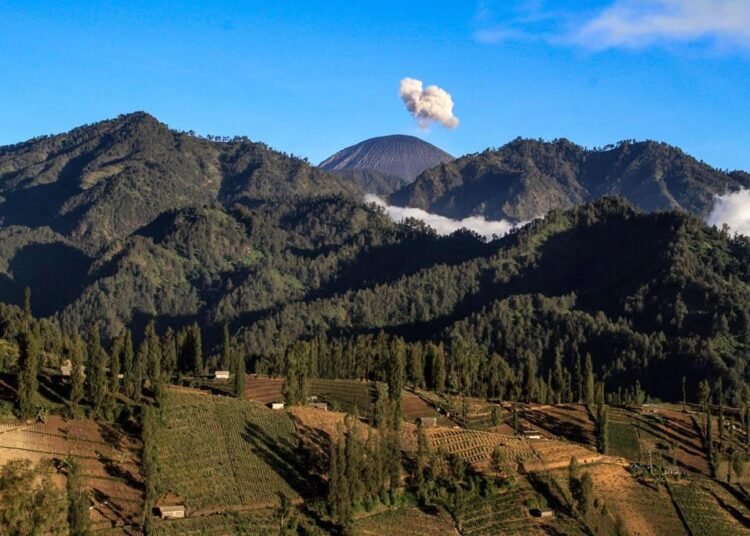 Pertanian dengan latar belakang gunung Semeru di Desa Ngadas (Foto: Mongabay Indonesia)