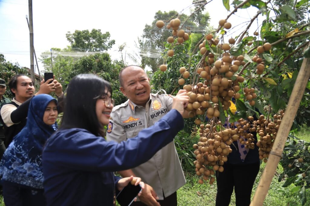 Gaes !!! Jember Punya Klengkeng Jemsu, Bisa Saingi Klengkeng Thailand