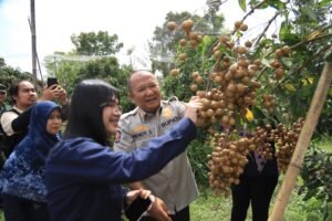 Gaes !!! Jember Punya Klengkeng Jemsu, Bisa Saingi Klengkeng Thailand