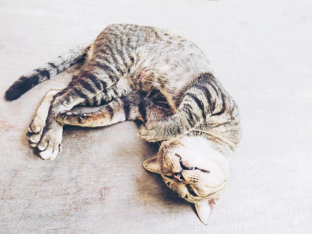 Gaes !!! Perhatikan! Saat Kucing Merasa Sedih atau Depresi, Kenali Tanda-tanda Ini