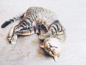 Gaes !!! Perhatikan! Saat Kucing Merasa Sedih atau Depresi, Kenali Tanda-tanda Ini