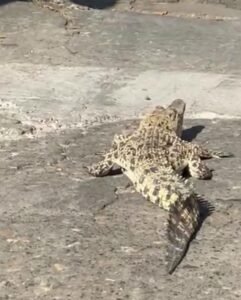 Gaes !!! Siapa Yang Teledor? Ada Buaya Jalan-jalan di Tengah Kampung