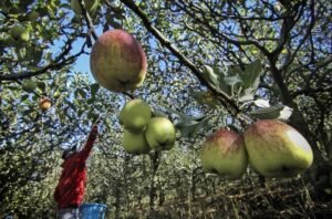 Gaes !!! Apel Batu Tak Seksi Lagi