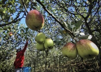 ilustrasi petani yang tengah memanen buah apel (rul)