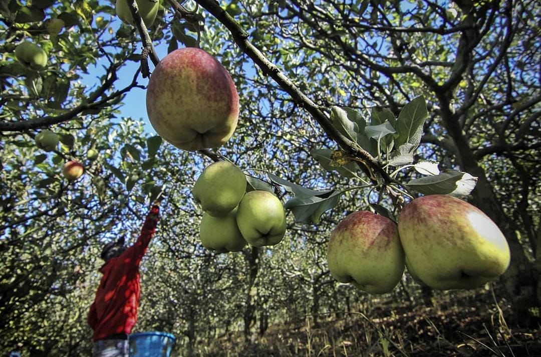 ilustrasi petani yang tengah memanen buah apel (rul)
