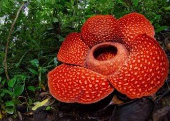 bunga rafflesia (kompas)