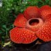 bunga rafflesia (kompas)