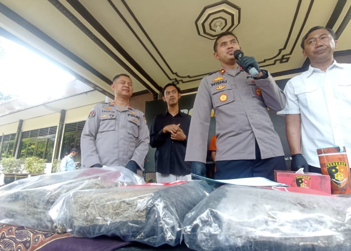 6,5 gram ganja dihadirkan saat press conference di Polres Malang.(suaragong)