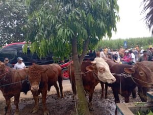 Gaes !!! Cegah Penyakit Mulut dan Kuku, Pemkab Malang Masifkan Vaksinasi Hewan Kurban