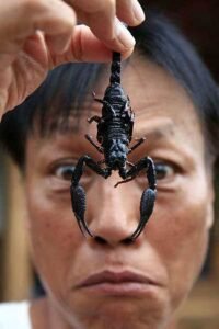 Gaes !!! Sekarang Kita Percaya jika Kalajengking adalah Mahluk Purba