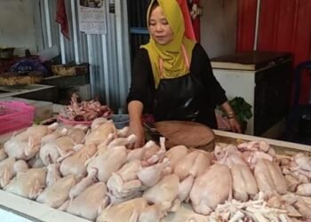 Nur Misnatin pedagang ayam pasar relokasi Kota Batu (rul)