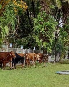 Gaes !!! Kadin Menilai, Idul Adha 2023 Berdampak Terhadap Peningkatan Ekonomi