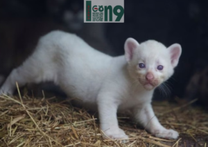 Gaes !!! Puma Albino Langka Lahir di Kebun Binatang Nikaragua