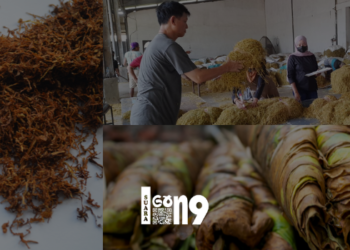 Petani tembakau meracang daun tembakau sebelum dijual ke pabrik. (bhj)