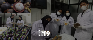 Gaes !!! Cegah Diabetes, Jangan Sepelekan Kulit Manggis dan Porang