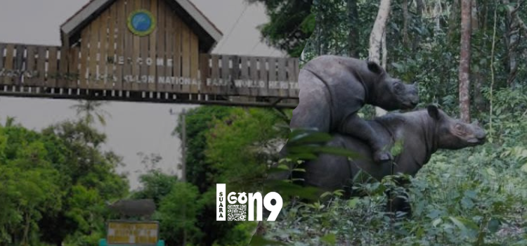 Badak berculah satu di Taman Nasional Ujung Kulon butuh perhatian lebih serius agar tak punah.( ist)