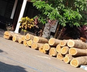 Gaes!!Puluhan Gelondongan Kayu Jati Ilegal Diamankan Polisi