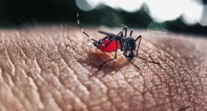 Gaes!!! Waspada Nyamuk DBD Serang Kota Batu, 1 Orang Meninggal Dunia!