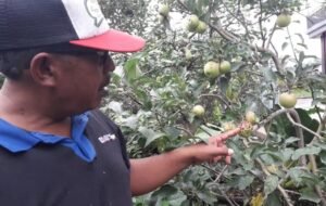 Gaes!!! Produksi Apel Turun, Petani Beralih Tanam Jeruk!