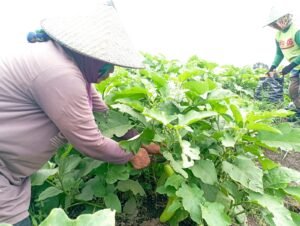 Gaes !!! Anak Muda Engan Bertani, Kenapa?