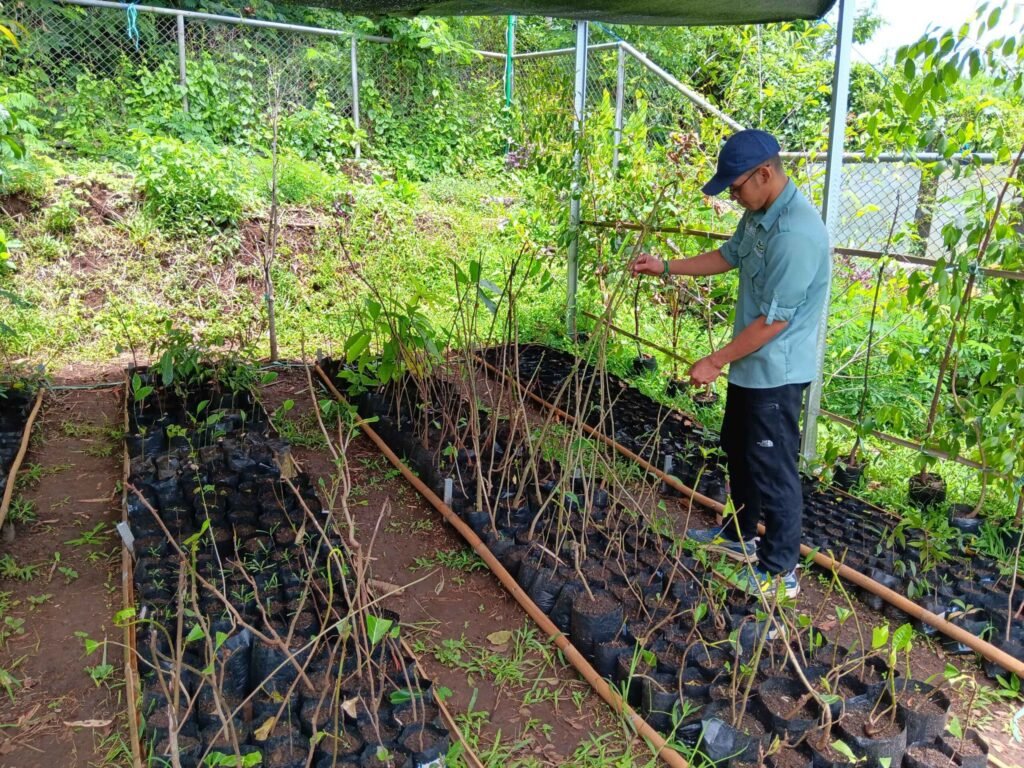 Gaes !!!Banyak Masyarakat Tidak Menjaga Hutan : Tumpang Sari Jadi Solusi