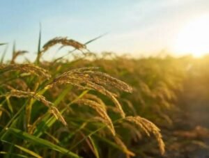 Gaes !!! Tren Peribahasa Ilmu Padi Di Media Sosial, Kenapa?