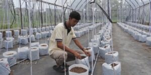 Gaes!!! Gak Ada Habisnya, Malang Punya Destinasi Wisata Petik Melon