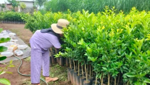 Gaes !!! Memanfaatkan Pekarangan Rumah, Nurhayati Raup Cuan Jutaan Rupiah per Bulan Dari Bibit Jeruk