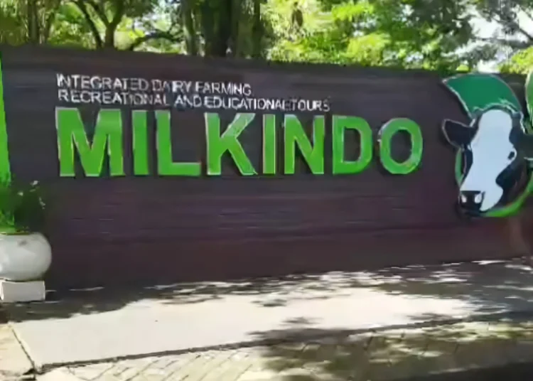 Milkindo Green Farm merupakan objek wisata edukasi dengan konsep pertanian dan peternakan yang menawarkan kegiatan menarik untuk anak-anak.