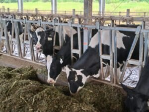 Gaes !!! Pasca Panyakit Mulut dan Kuku, Kini Produksi Susu Naik 4.38 Persen