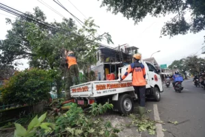 Gaes !!! Tim Reaksi Cepat BPBD Kota Batu Bersihkan Sisa Pohon Roboh