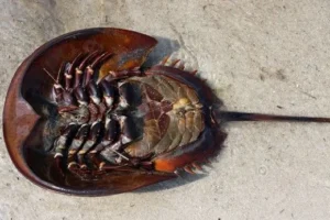 Gaes !!! Simak Keajaiban Kepiting Berdarah Biru yang Sedang Viral!