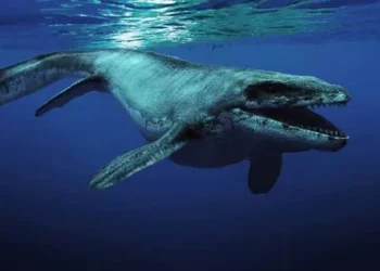 Fakta Mosasaurus merupakan anggota kelompok reptil air yang telah punah sekitar 66 juta tahun yang lalu.....