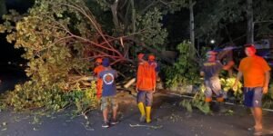 Gaes !!! Waspada Cuaca Ekstrim dan Pohon Tumbang